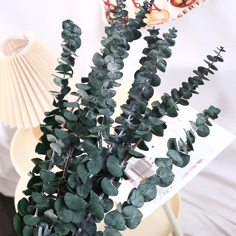 Eucalyptus Preserved - 10 stuks echte bladeren hangende gedroogde