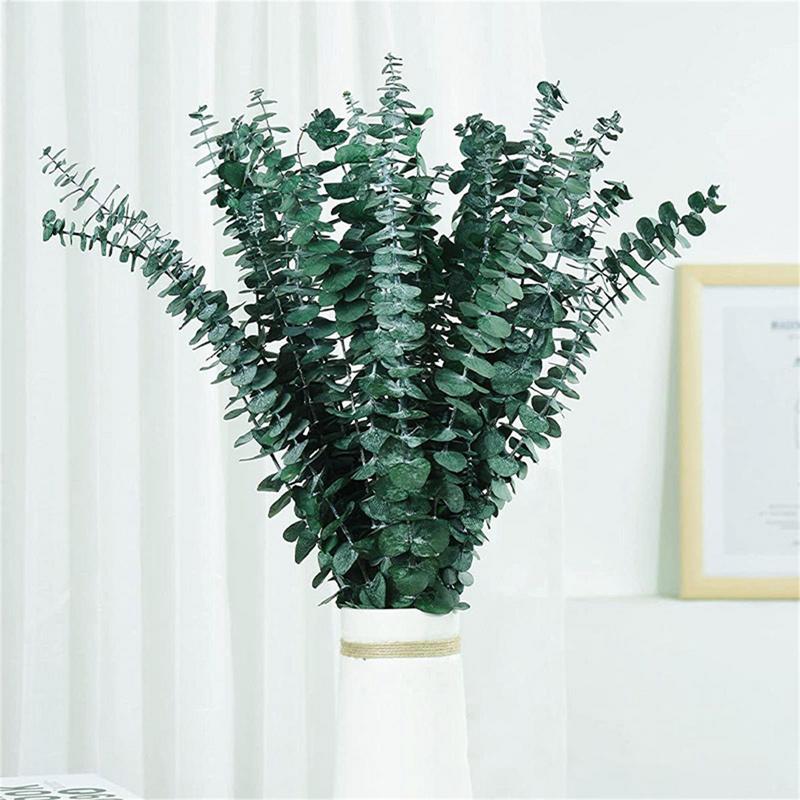 10PCS Echte Eucalyptus Bladere - Eucalyptus Preserved recensie en prijs
