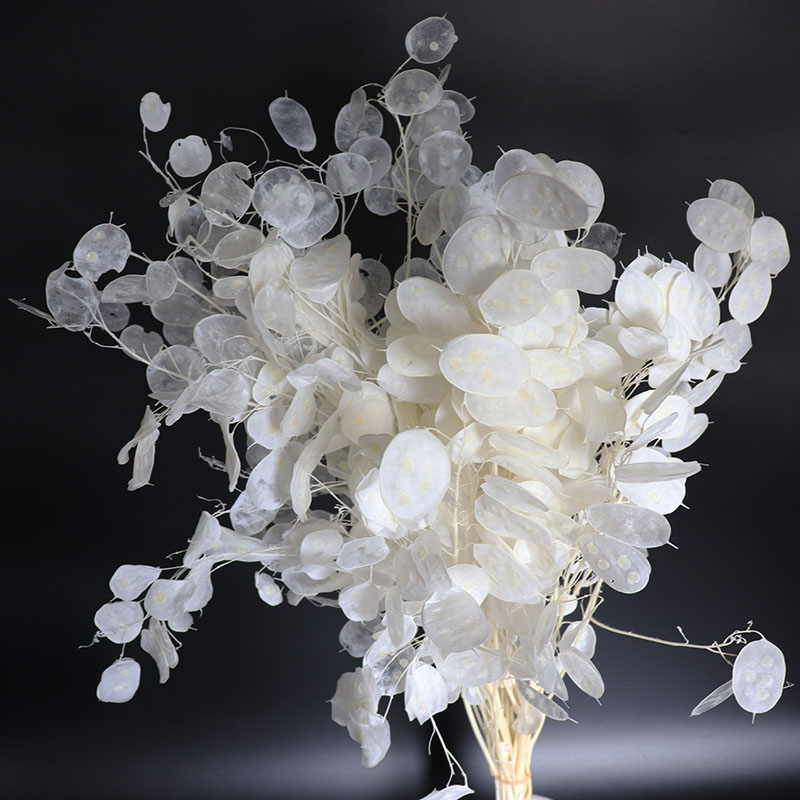 Geconserveerde Lunaria-bloemen - Eucalyptus Preserved recensie en prijs