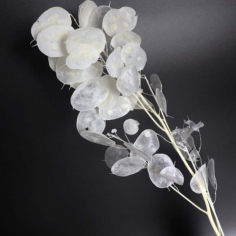 Geconserveerde Lunaria-bloemen - Eucalyptus Preserved recensie en prijs