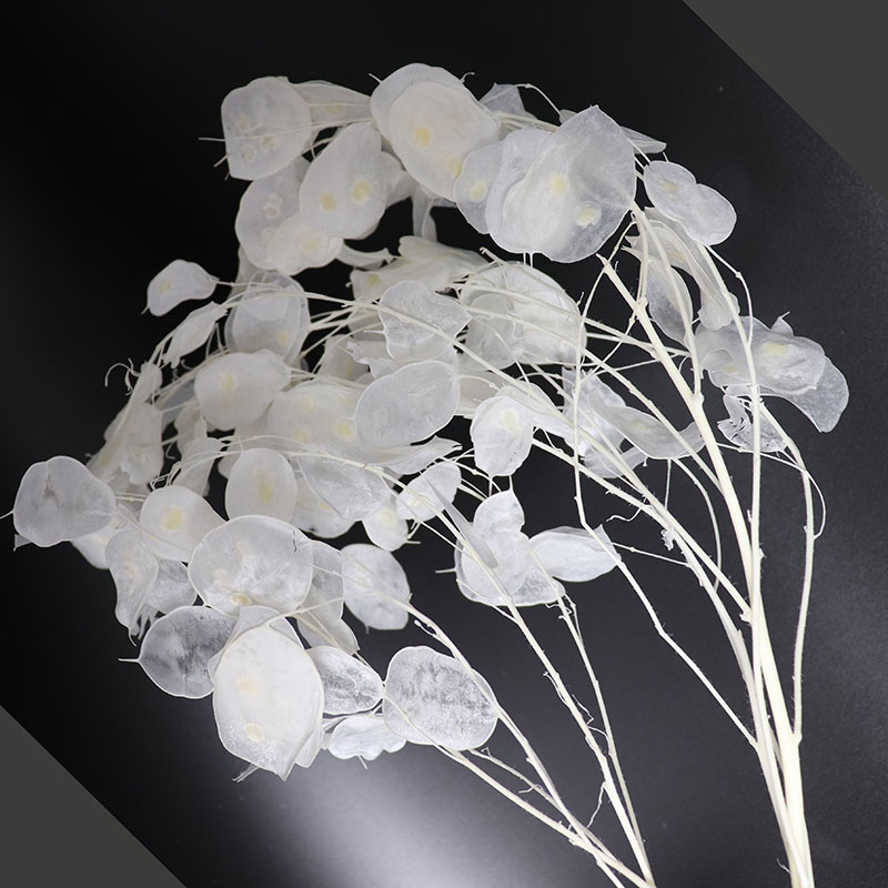 Geconserveerde Lunaria-bloemen - Eucalyptus Preserved recensie en prijs