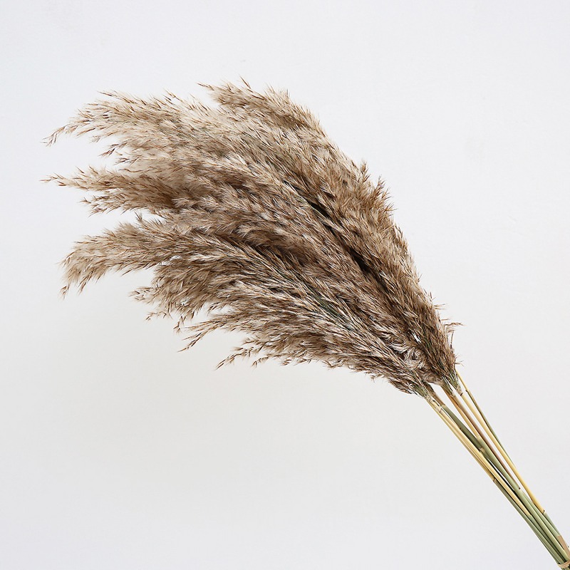 10 stuks kleurrijke natuurlijk - Florist Supply Vases recensie en prijs